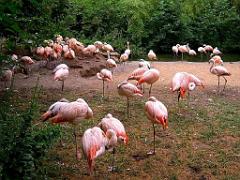 149 BIO PARC DE DOUE LA FONTAINE 4- 2016_000050